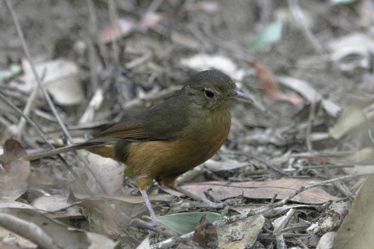 Rufous Shrikethrush - ML608988535