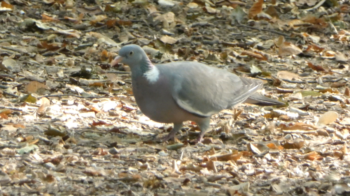 Common Wood-Pigeon - ML608988561