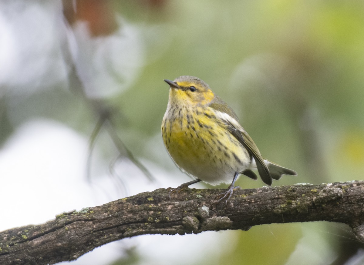 Cape May Warbler - ML608988576