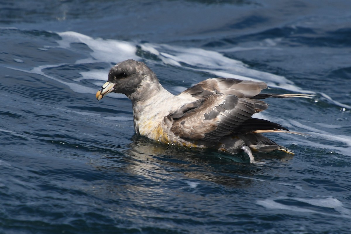 Northern Fulmar - ML608988614