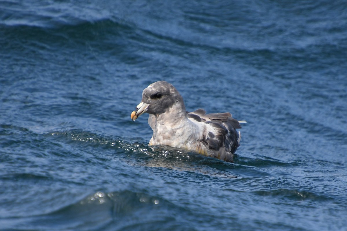 Fulmar boréal - ML608988617