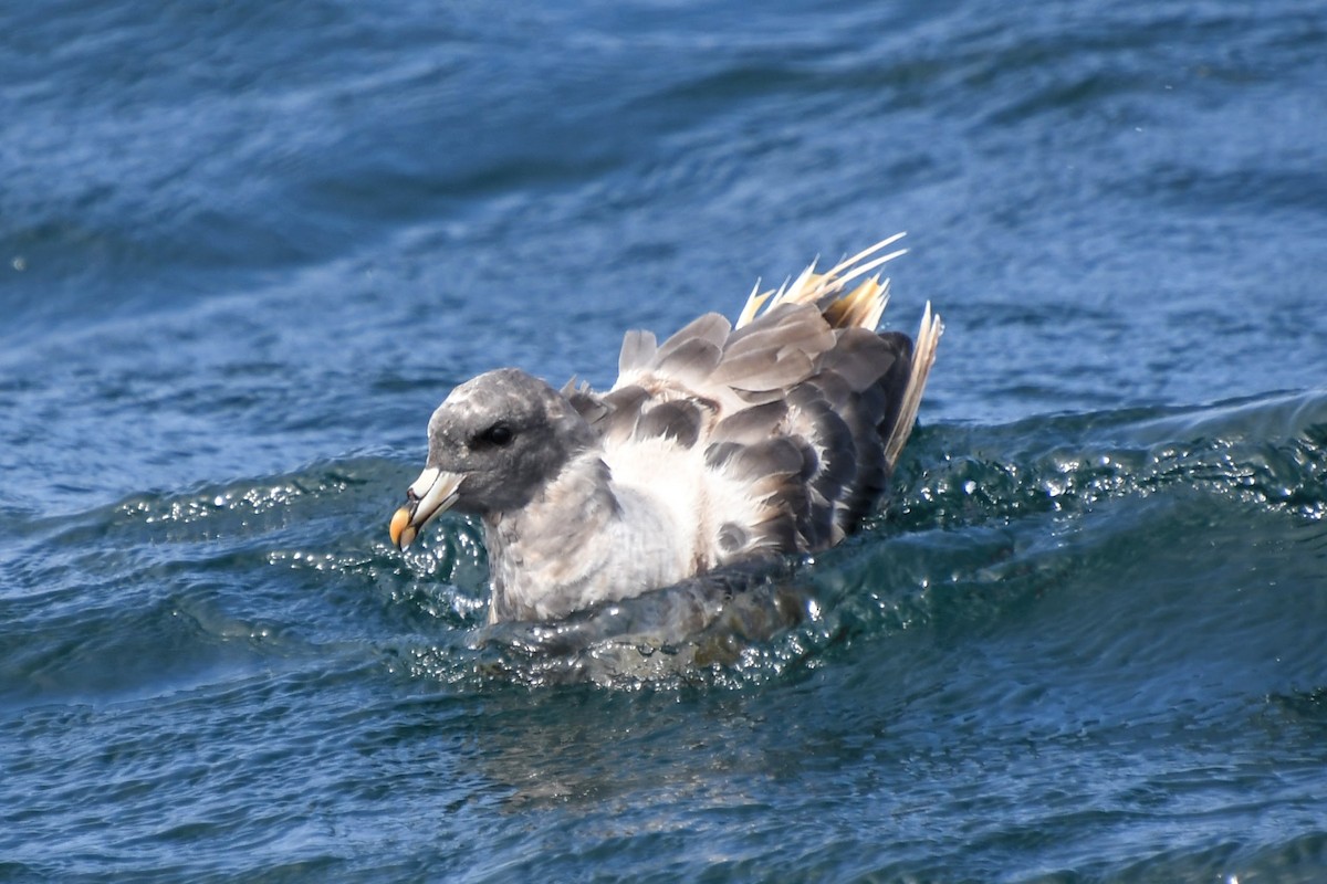 Fulmar boréal - ML608988618