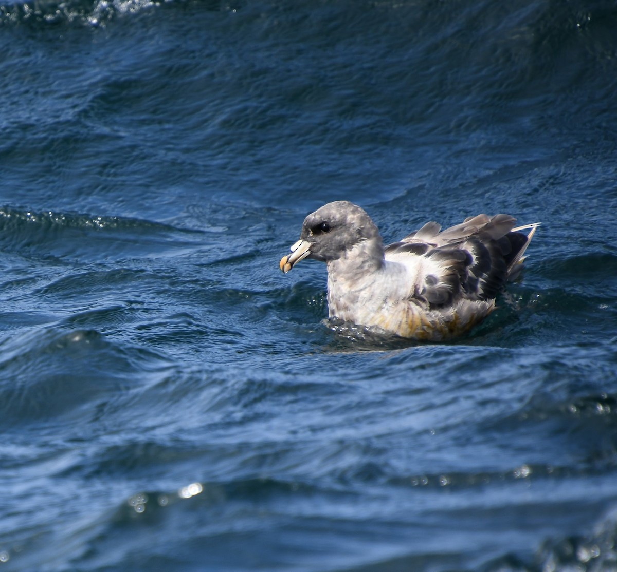 Northern Fulmar - ML608988619