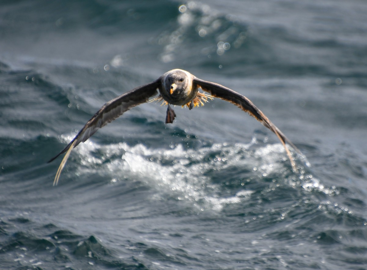 Fulmar boréal - ML608988620