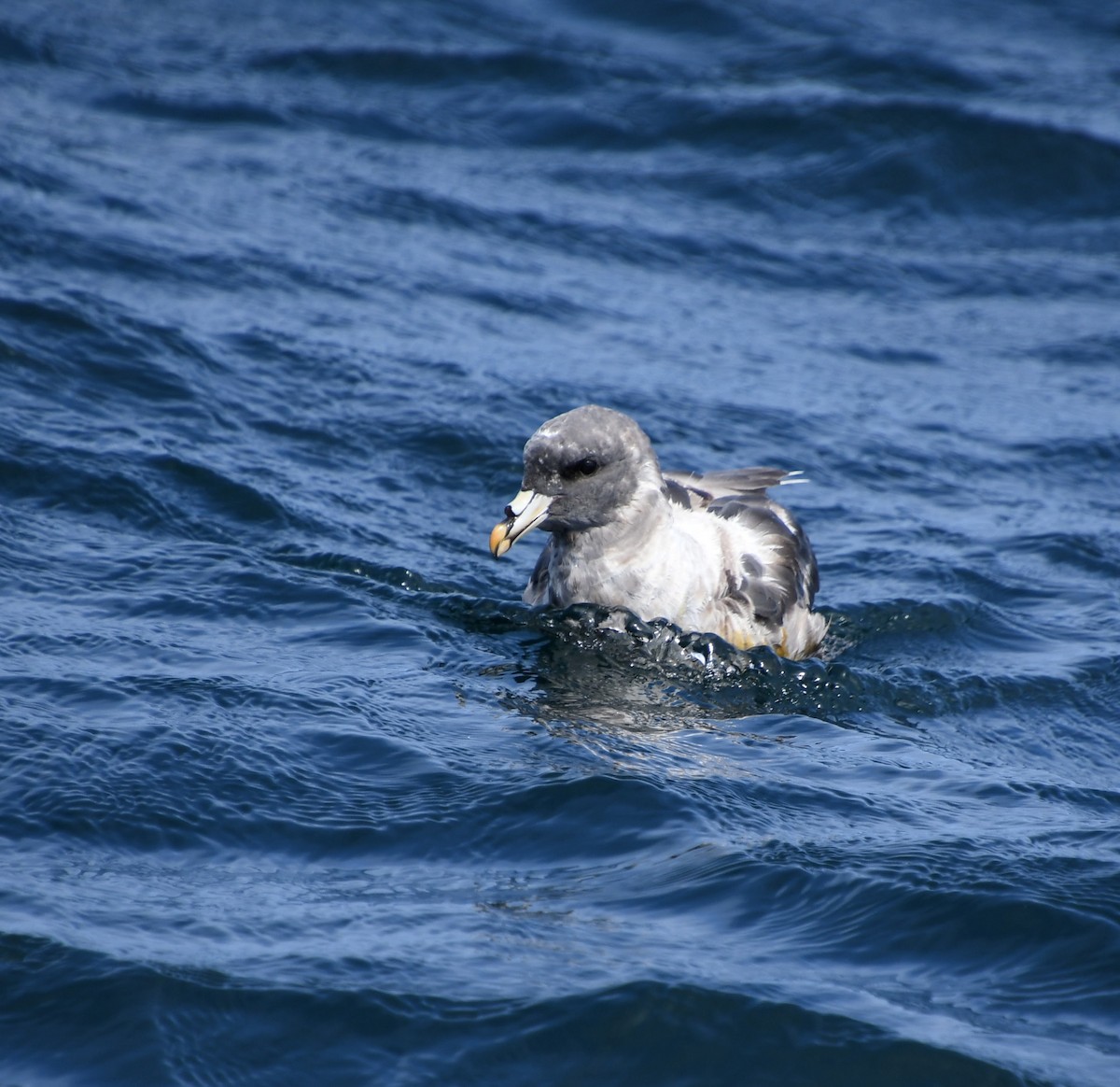 Fulmar boréal - ML608988621