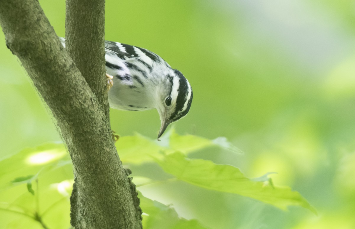 Black-and-white Warbler - ML608988631