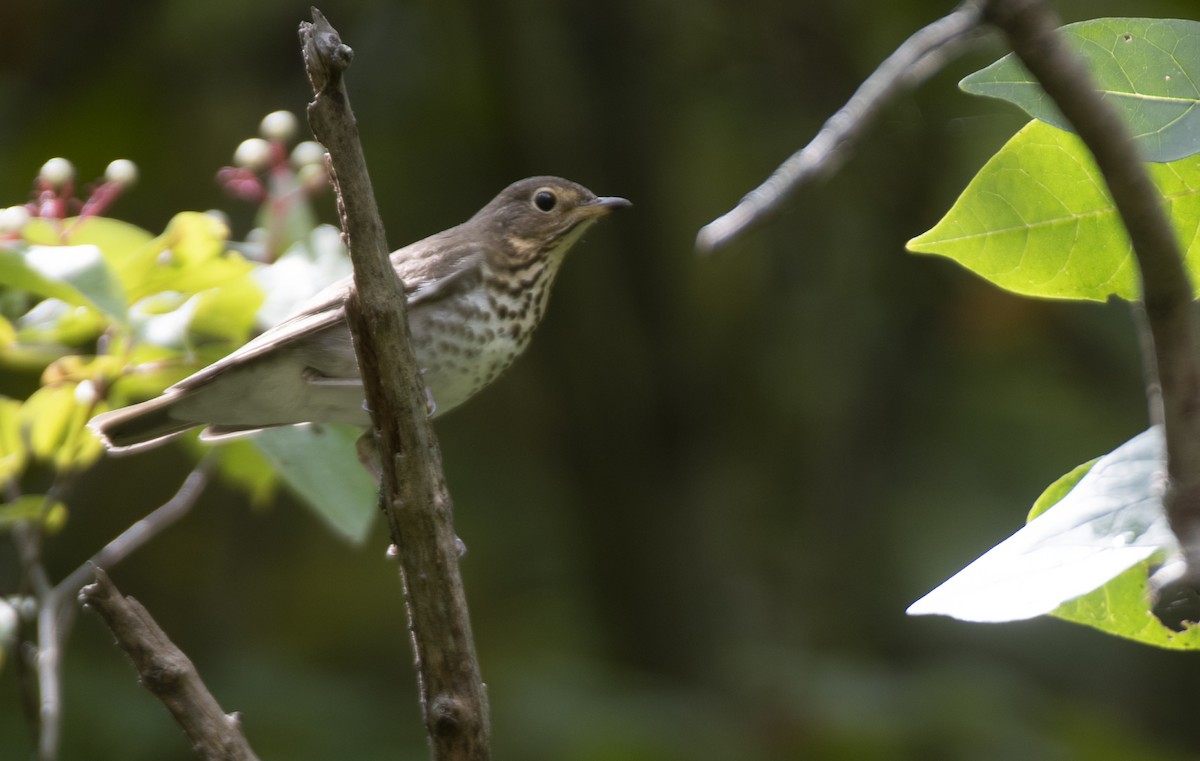 Swainson's Thrush - ML608988663