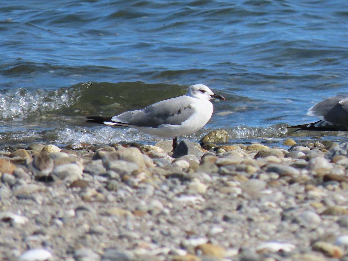 Laughing Gull - ML608988675