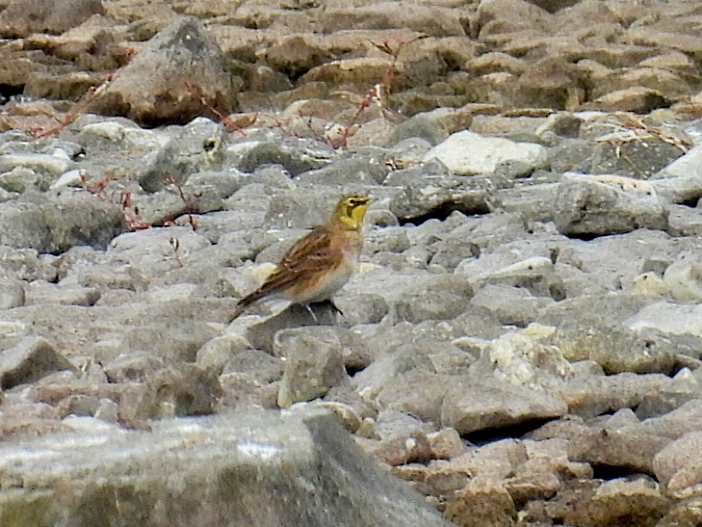 Horned Lark - Melody Walsh