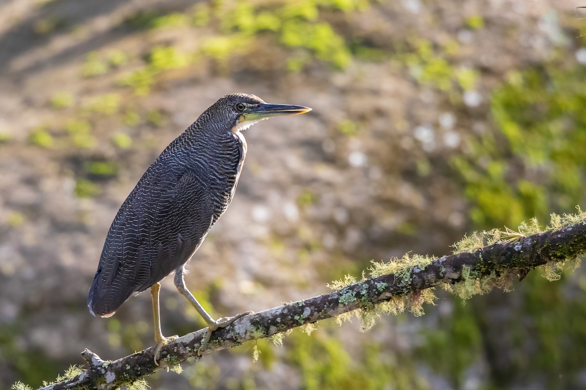 Fasciated Tiger-Heron - ML608988691