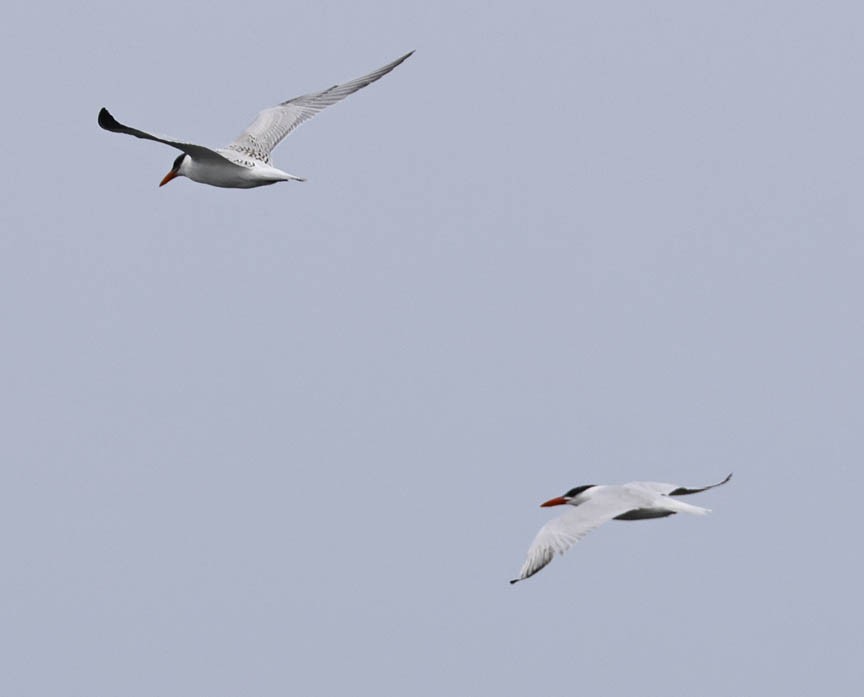 Caspian Tern - Mark Dennis