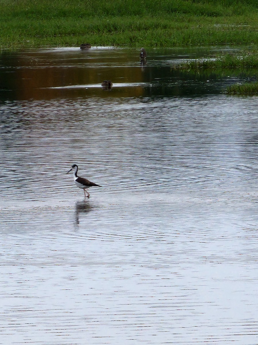 Black-necked Stilt - Anne Buckley