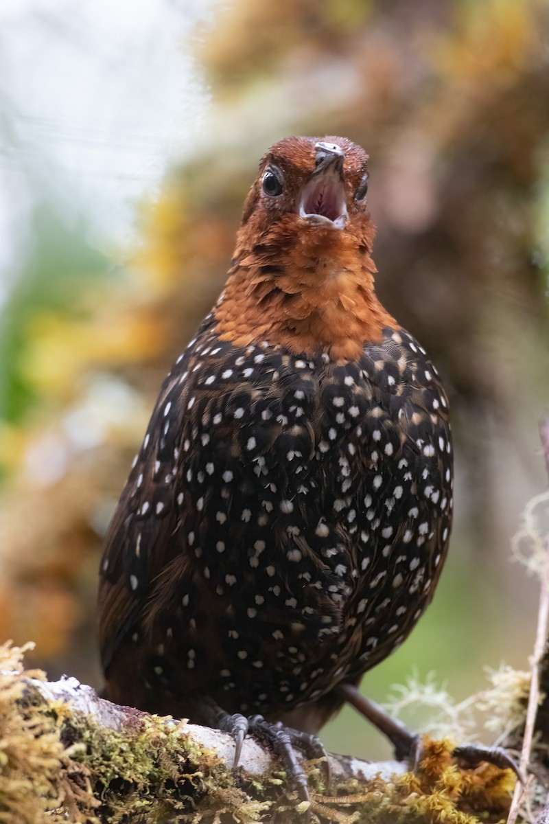 Perlmanteltapaculo - ML608988991