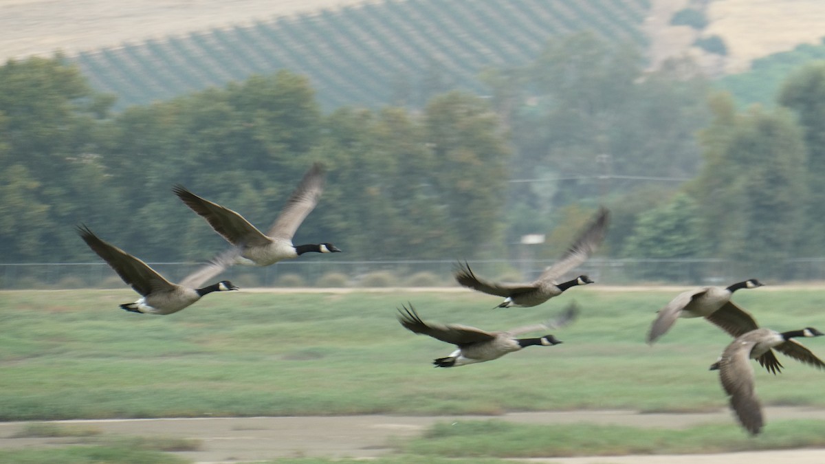 Canada Goose - Dane Fagundes