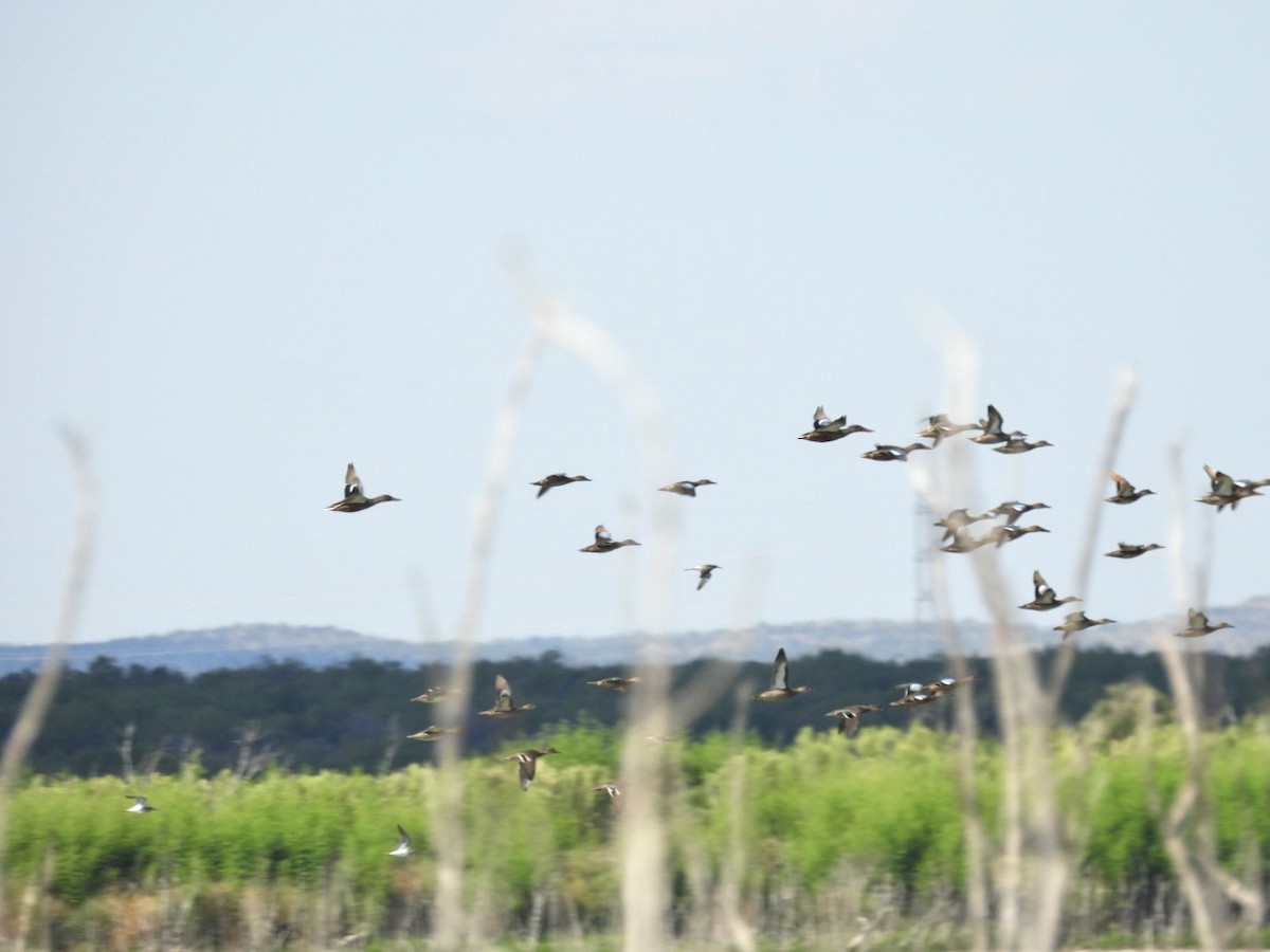 Green-winged Teal - ML608989035