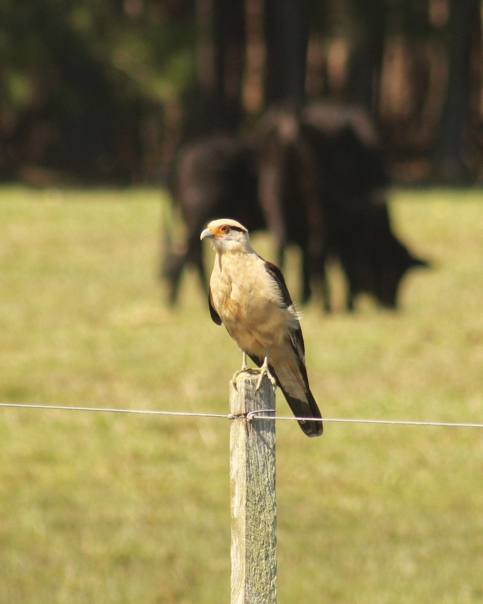 Caracara Chimachima - ML608989095