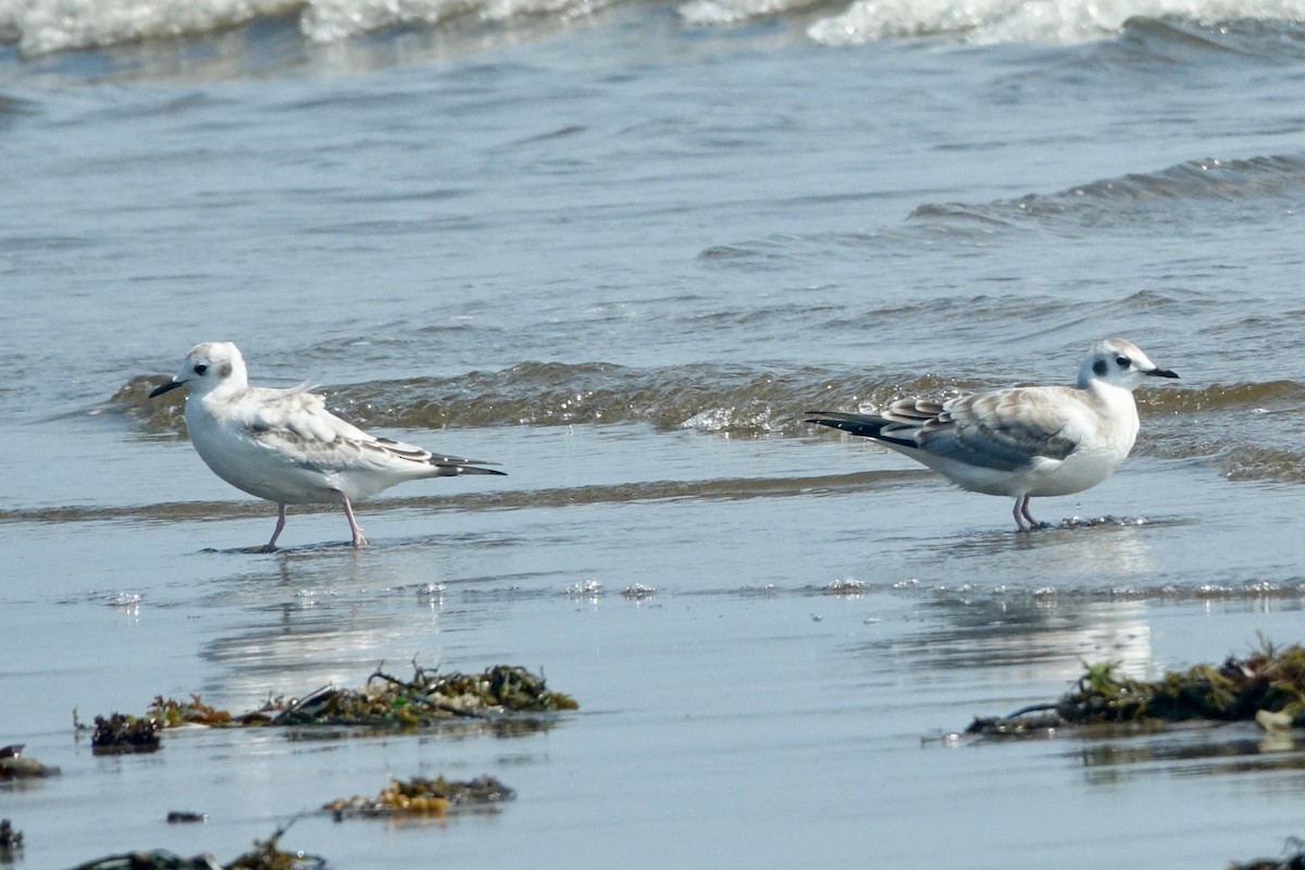 Bonaparte's Gull - ML608989184
