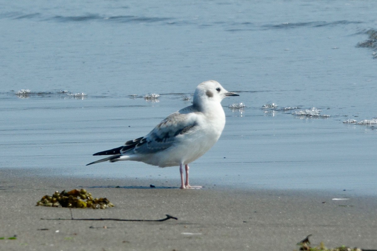 Bonaparte's Gull - ML608989193