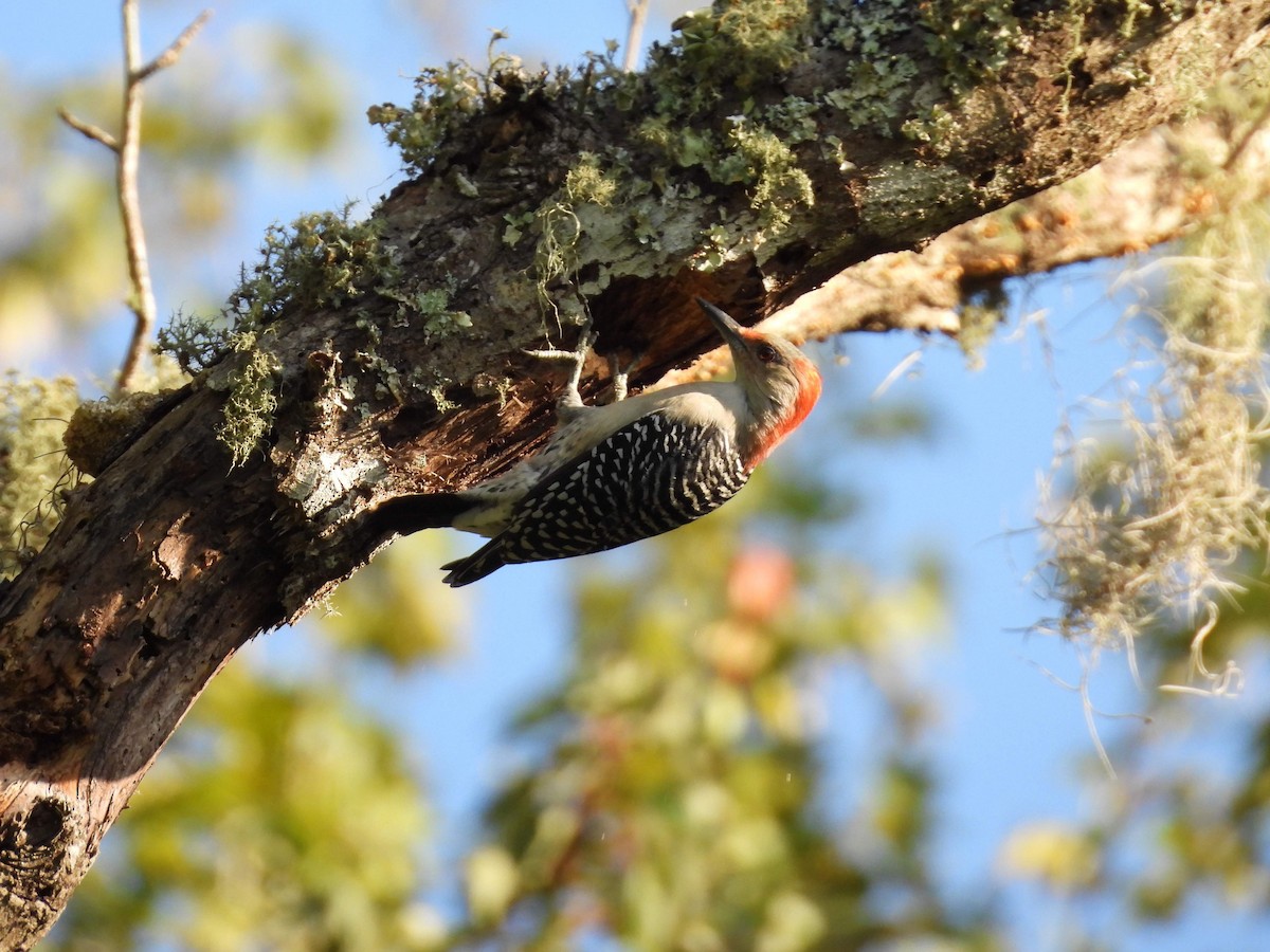 Red-bellied Woodpecker - ML608989194