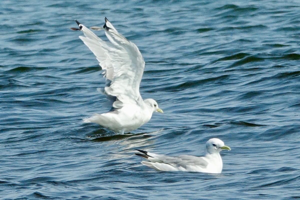 Black-legged Kittiwake - ML608989208