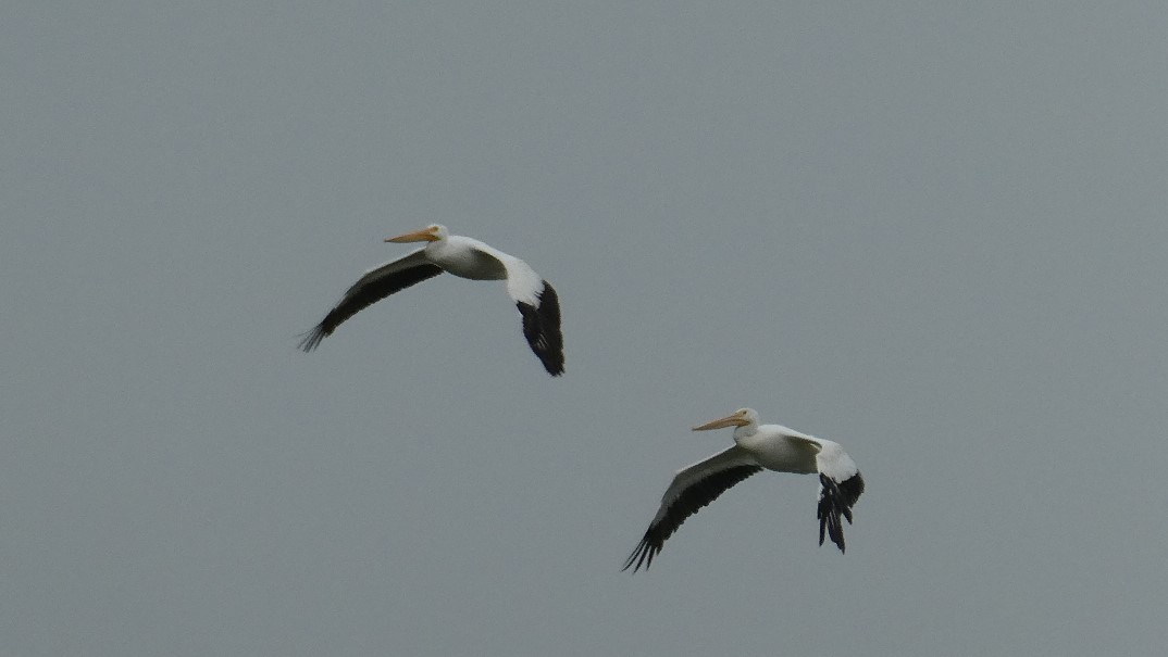 pelikán severoamerický - ML608989218