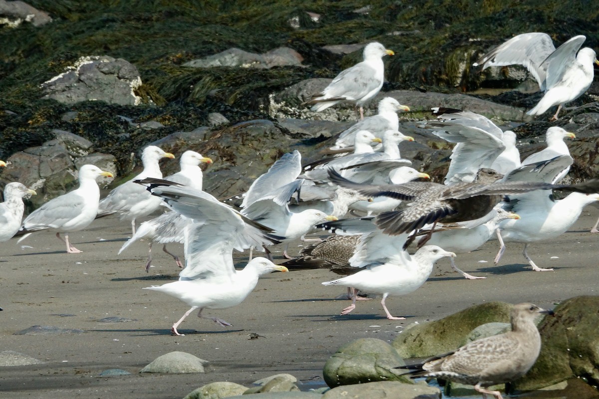 American Herring Gull - ML608989220