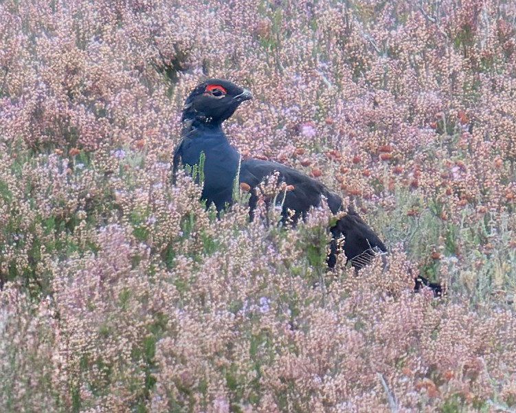 Black Grouse - Grant Price