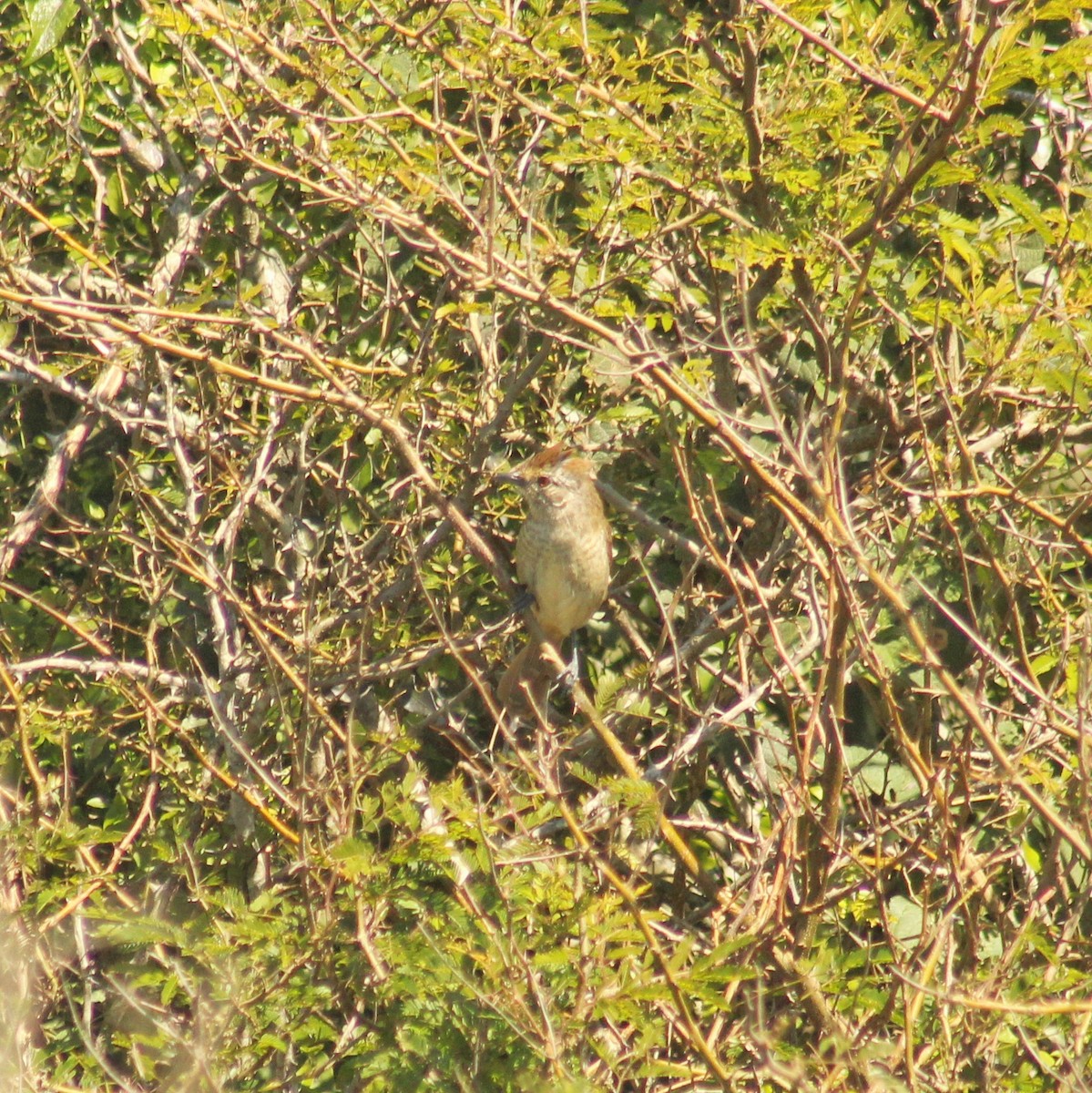 Rufous-capped Antshrike (Southern) - ML608989301