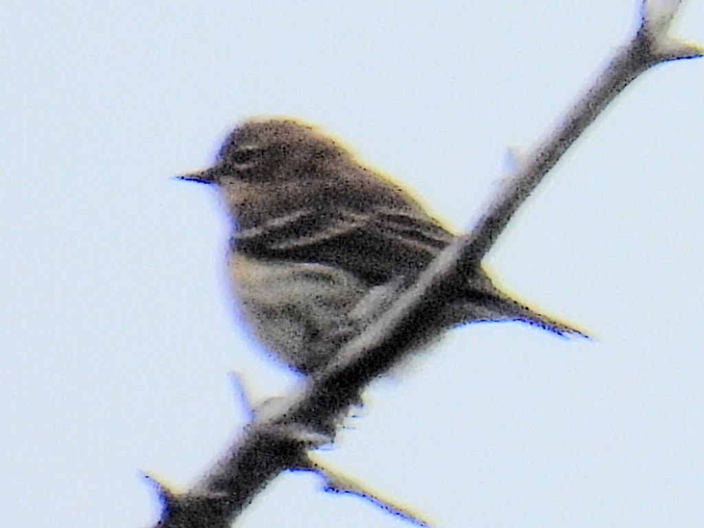 Yellow-rumped Warbler - ML608989366