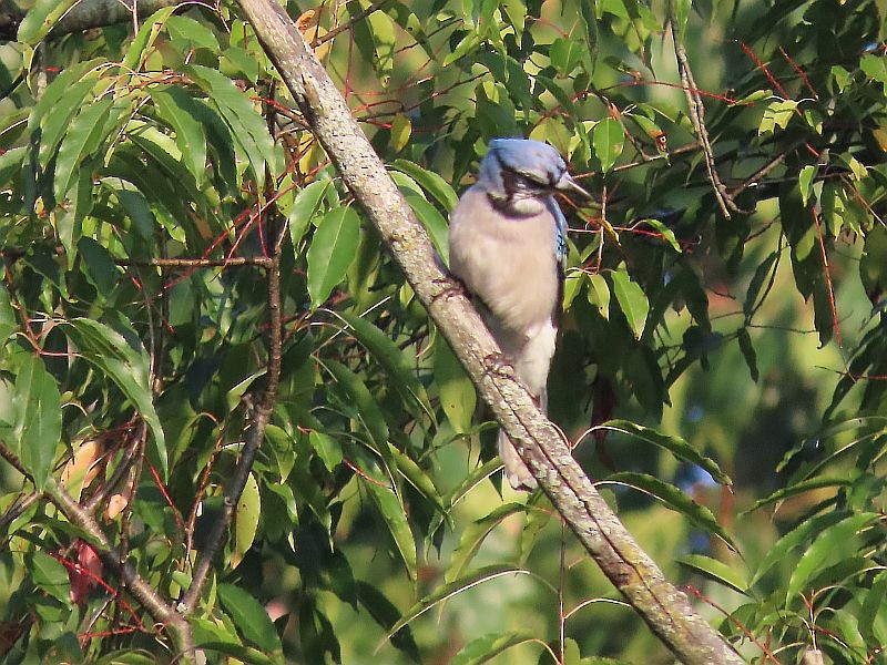 Blue Jay - ML608989439