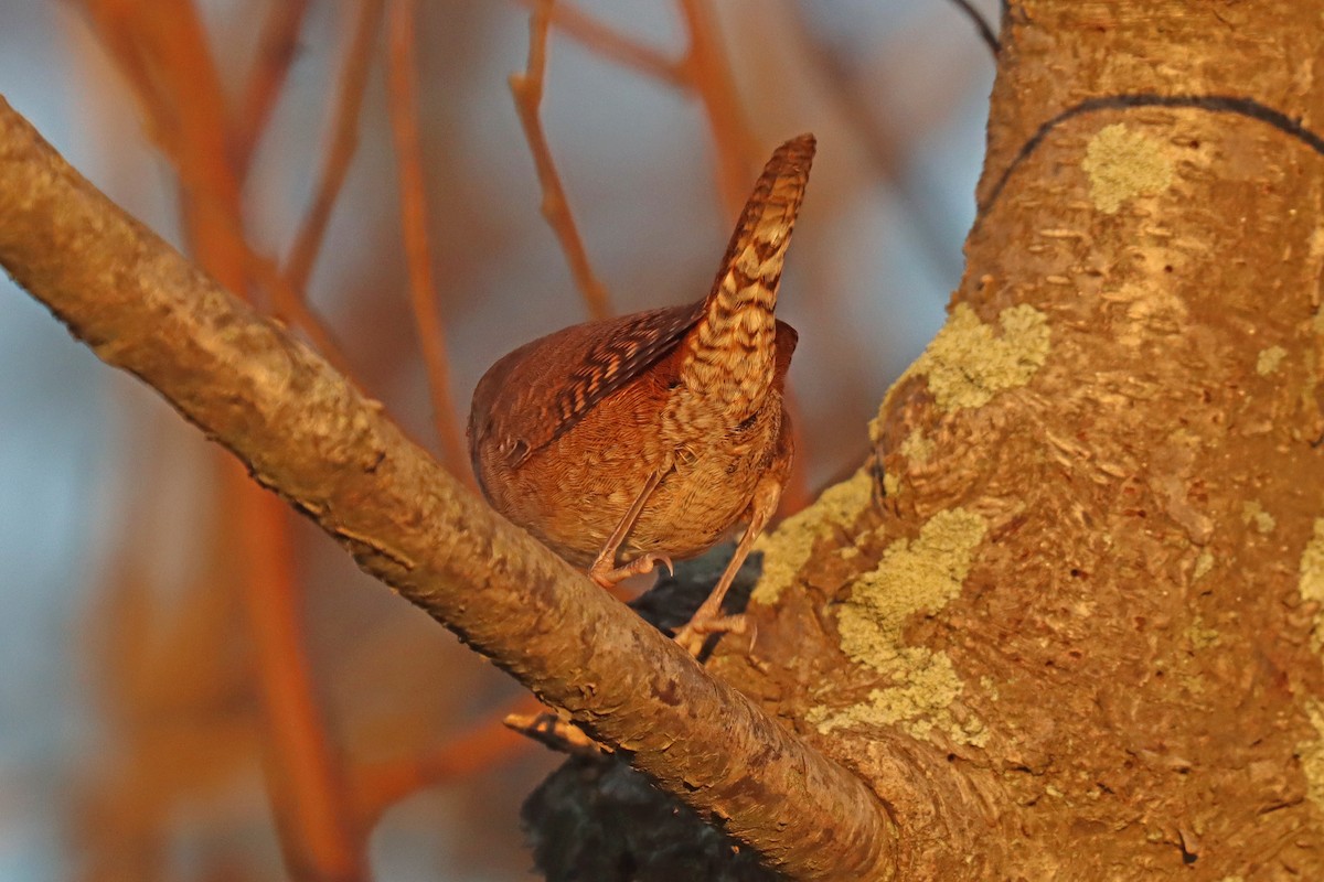 Northern House Wren - ML608989606