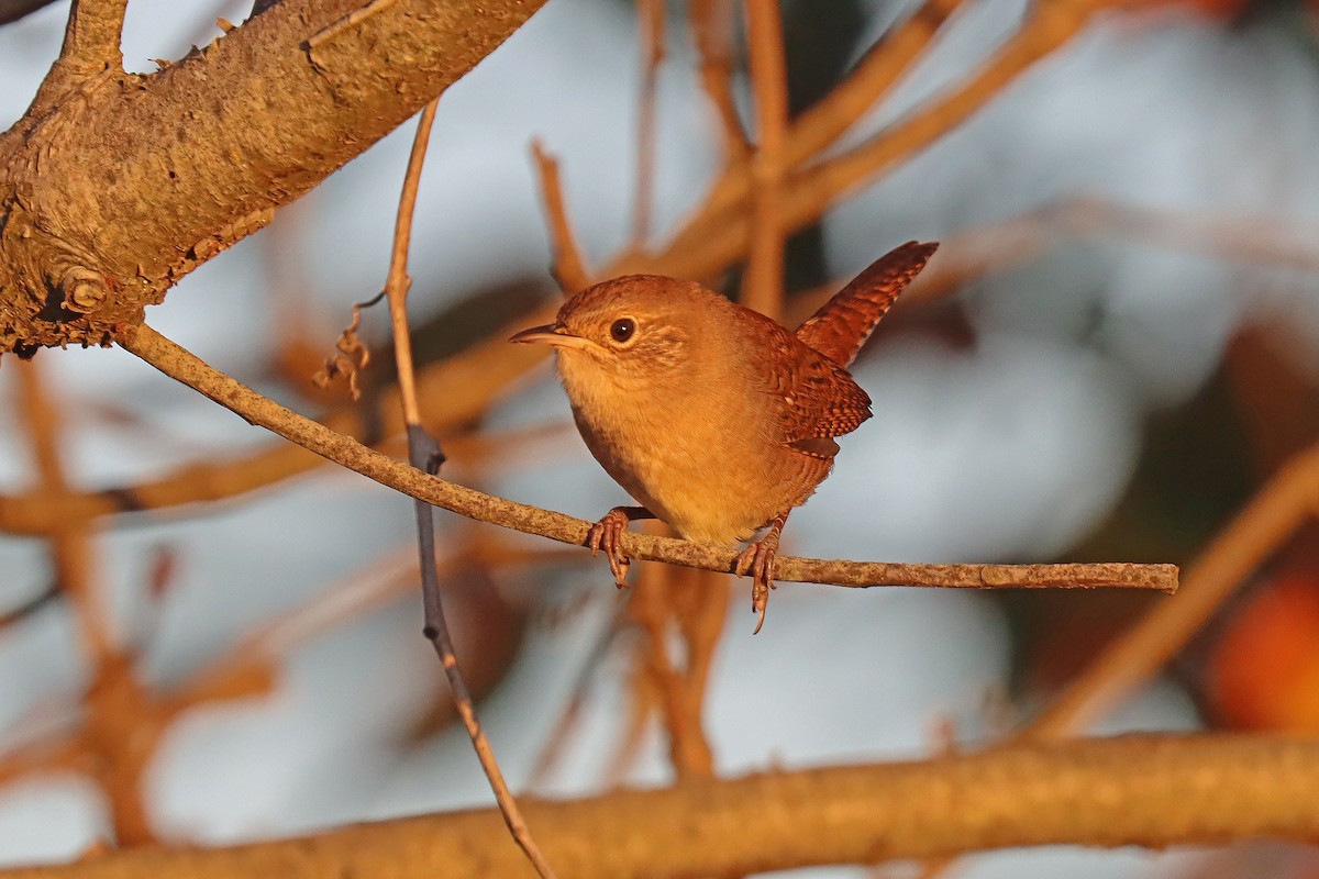 Northern House Wren - ML608989607
