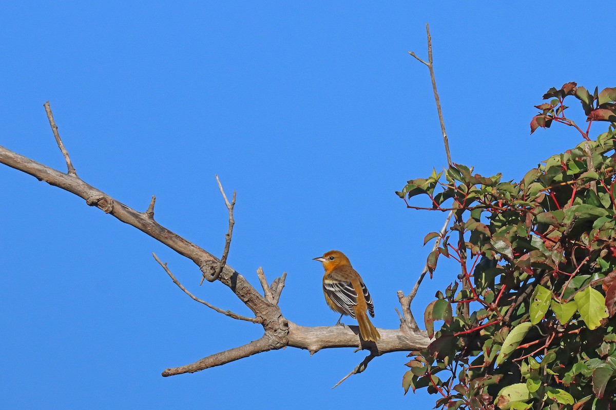 Baltimore Oriole - ML608989643