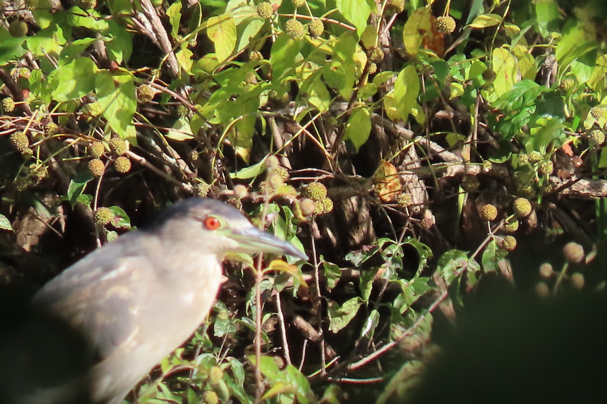 Black-crowned Night Heron - Kathleen Rawdon