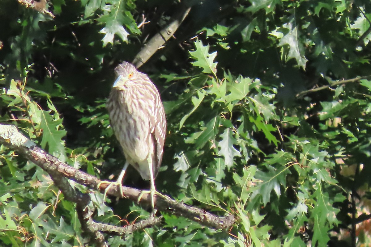 Black-crowned Night Heron - ML608989892