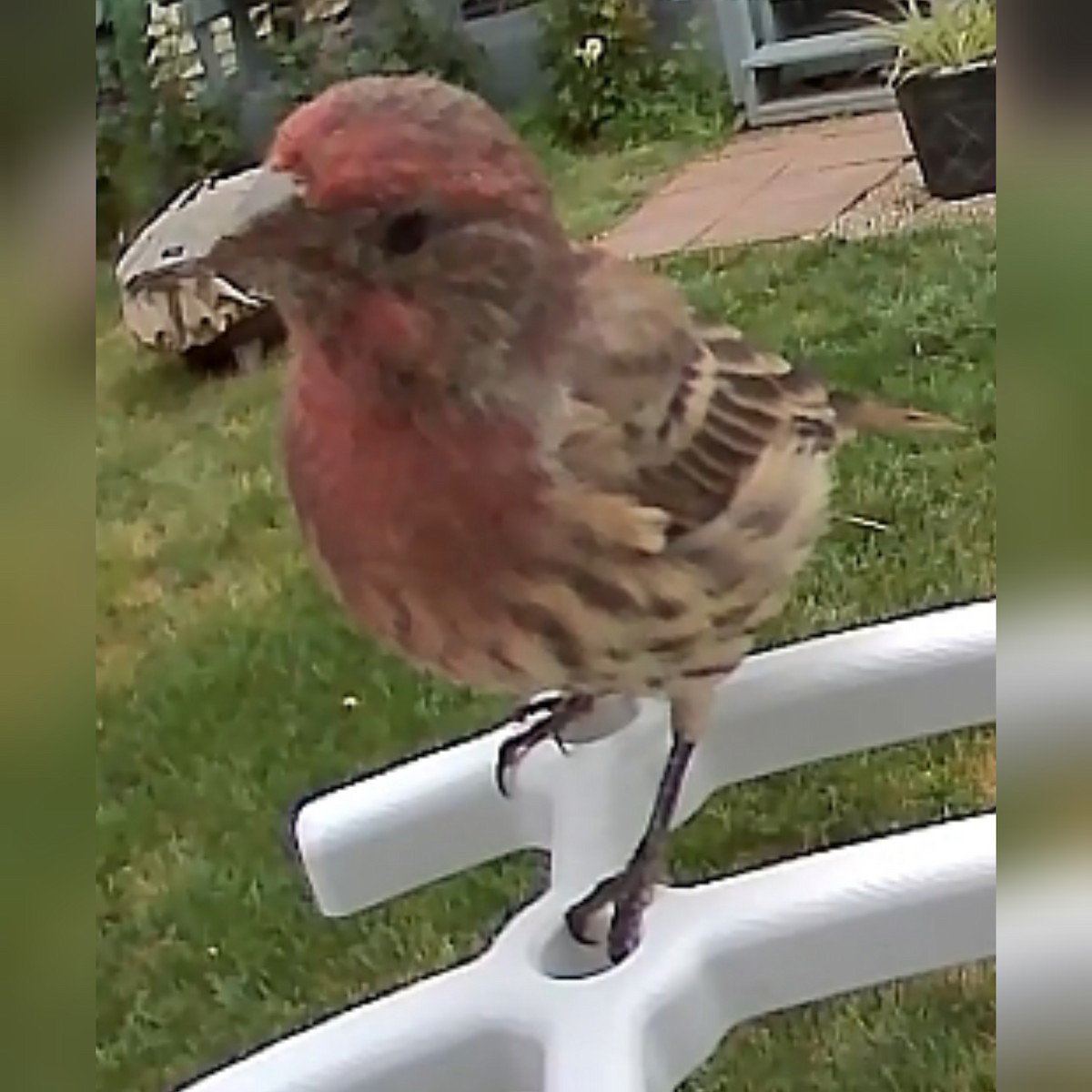 House Finch - ML608989895