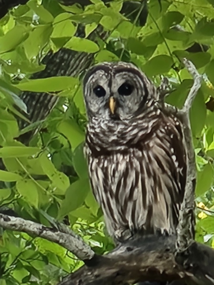 Barred Owl - ML608989911