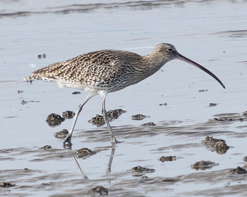 Eurasian Curlew - ML608990097