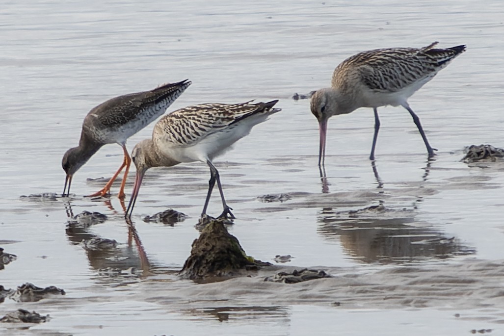 Bar-tailed Godwit - ML608990104