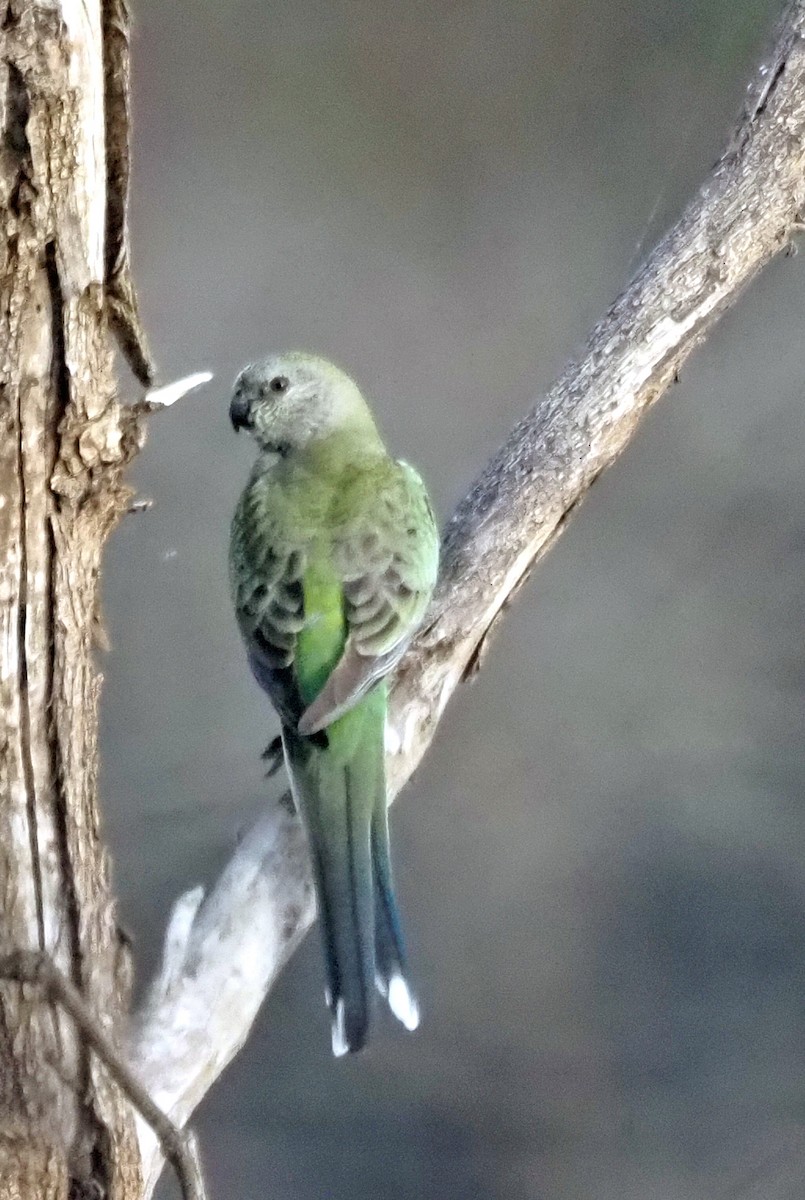 Red-rumped Parrot - ML608990113