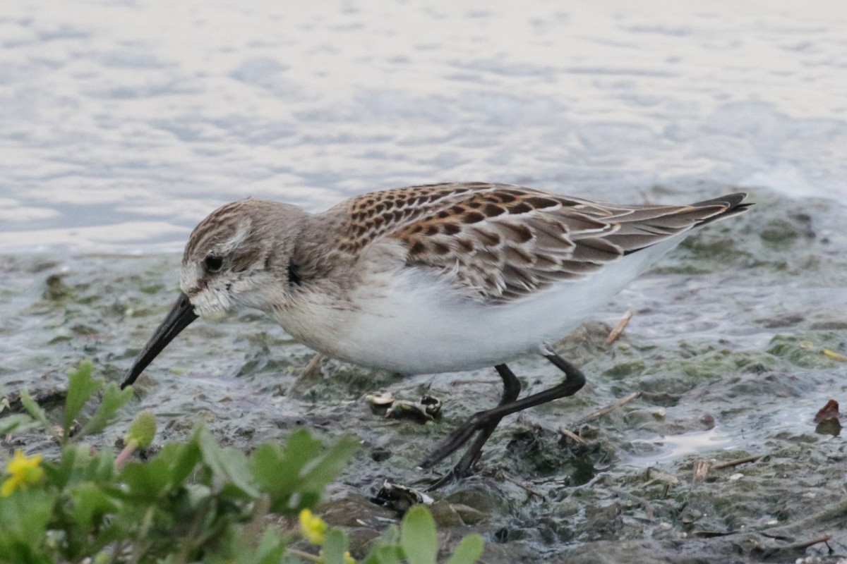 Western Sandpiper - ML608990114