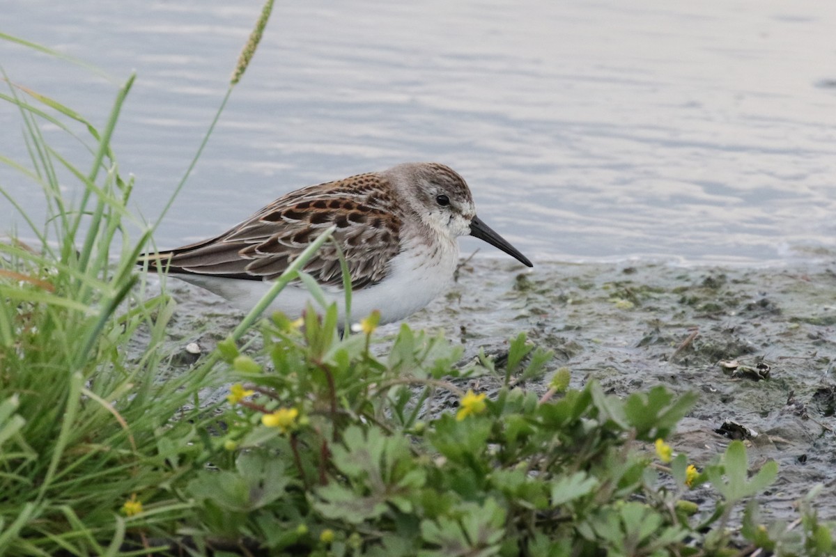 Western Sandpiper - ML608990117