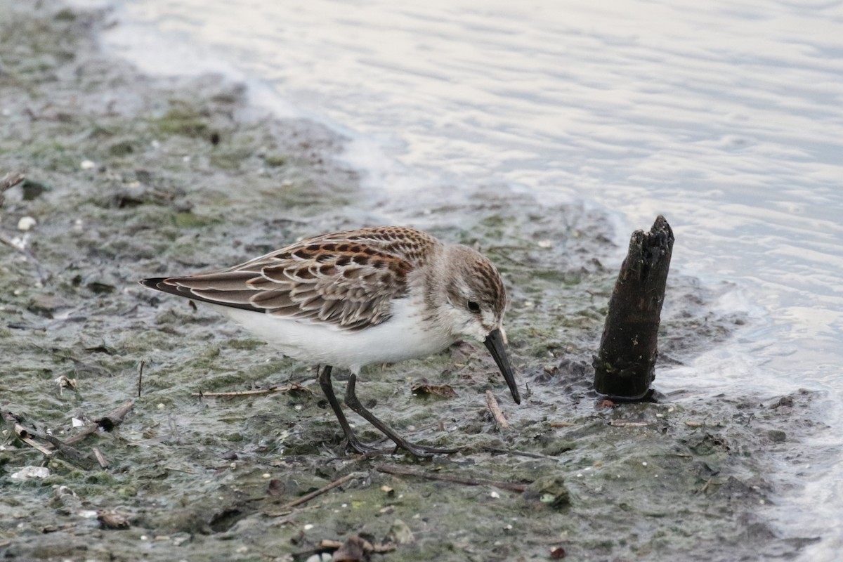 Correlimos de Alaska - ML608990118