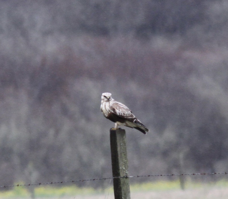 Rough-legged Hawk - ML608990145