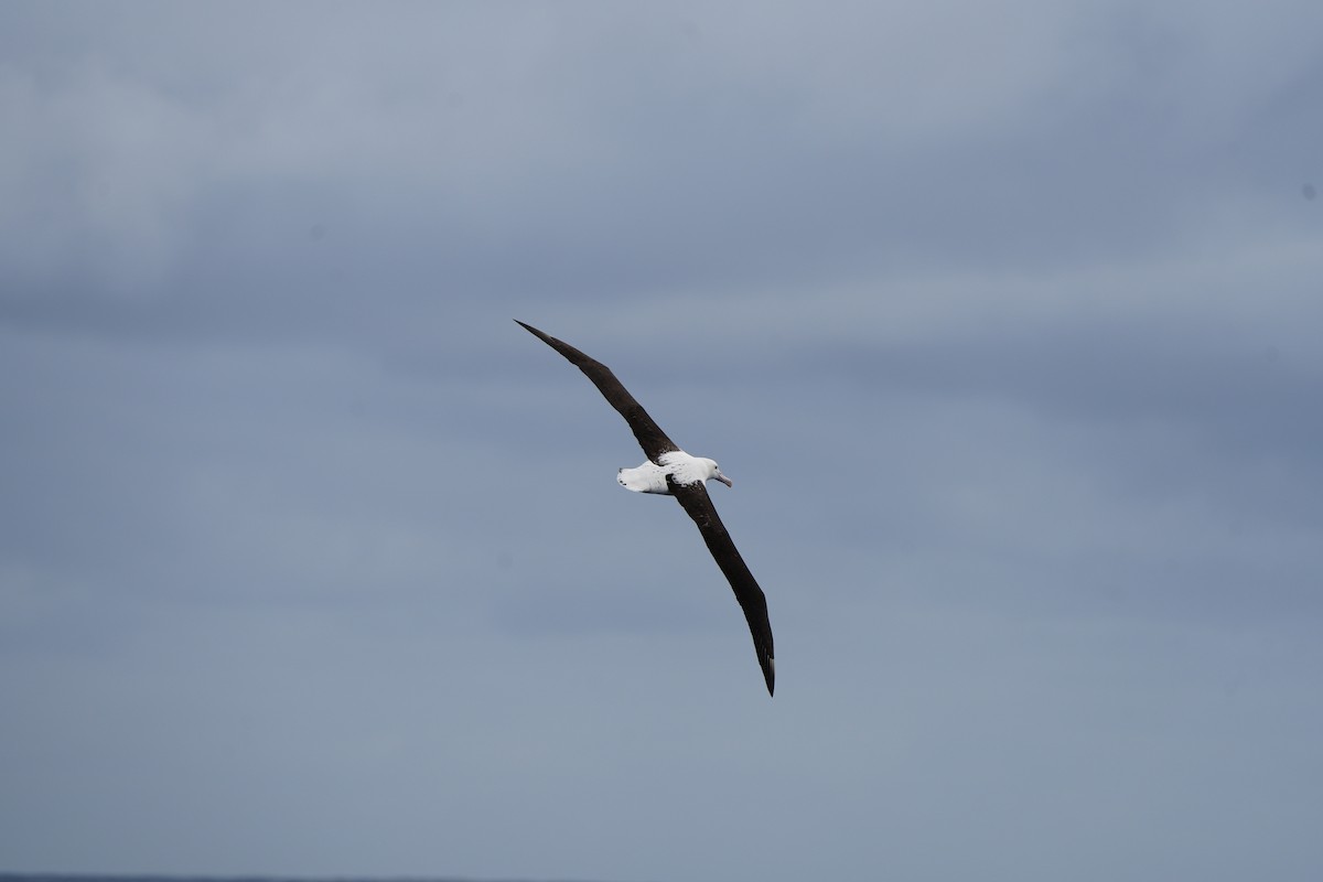 Northern/Southern Royal Albatross - Stuart Bell