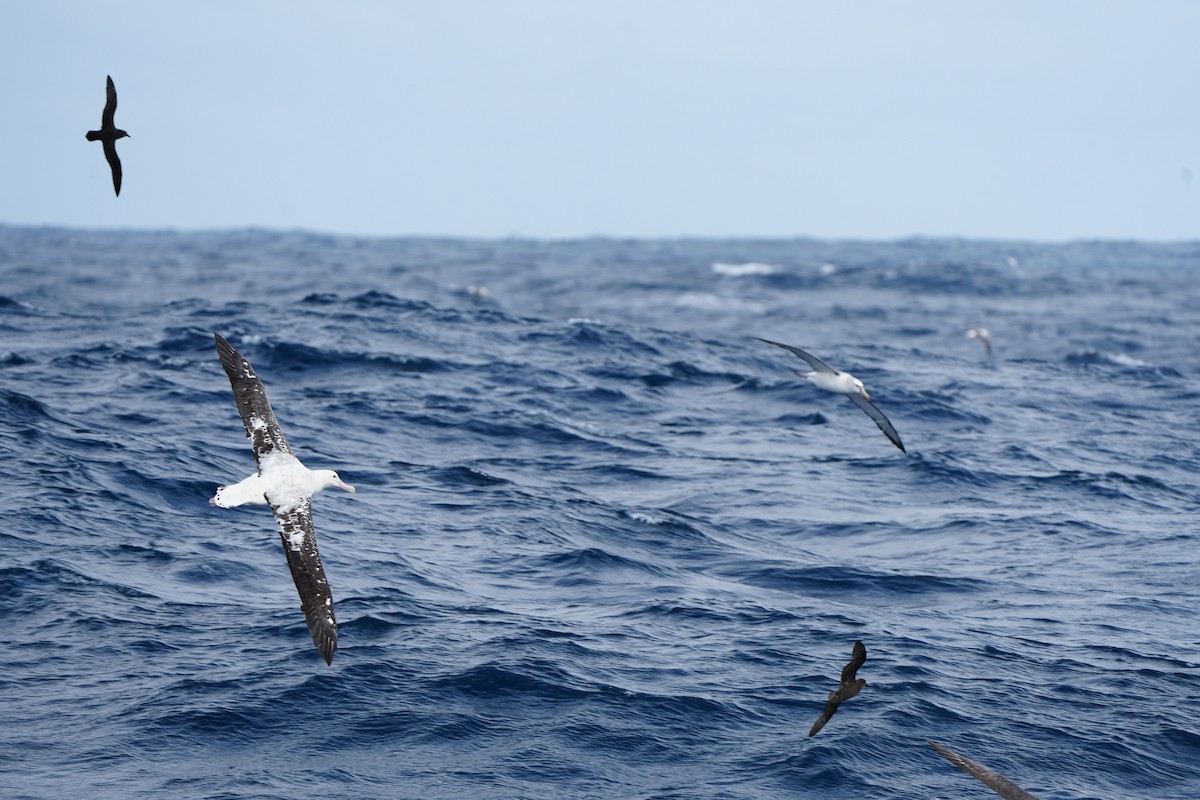 Albatros hurleur, A. de Tristan da Cunha ou A. des Antipodes - ML608990173
