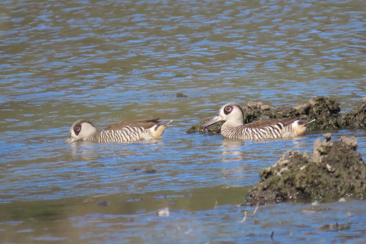 Pink-eared Duck - ML608990176