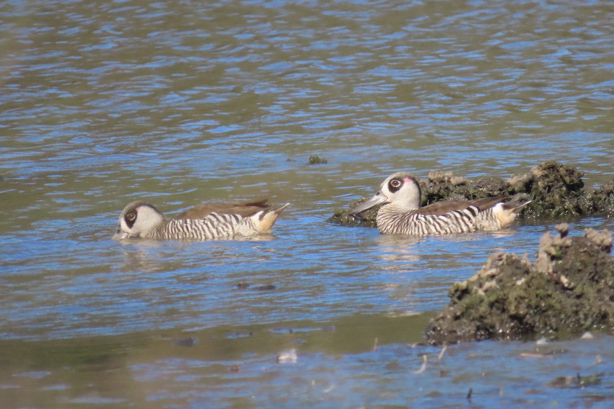 Pink-eared Duck - ML608990195