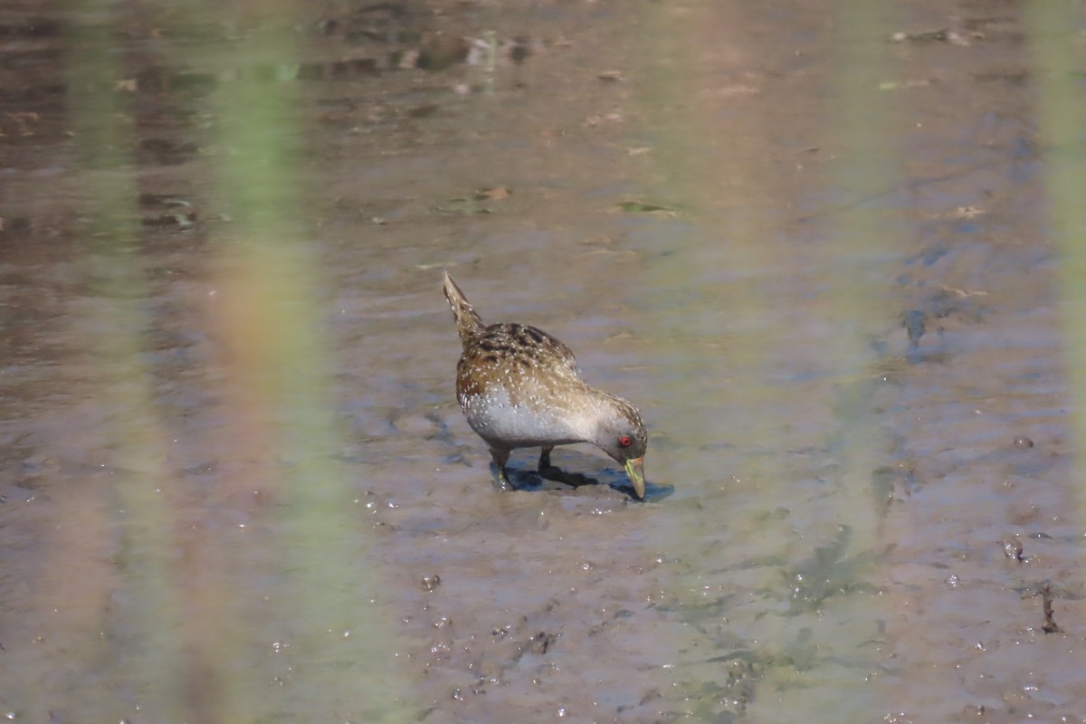 Australian Crake - Jemaine Mulcahy