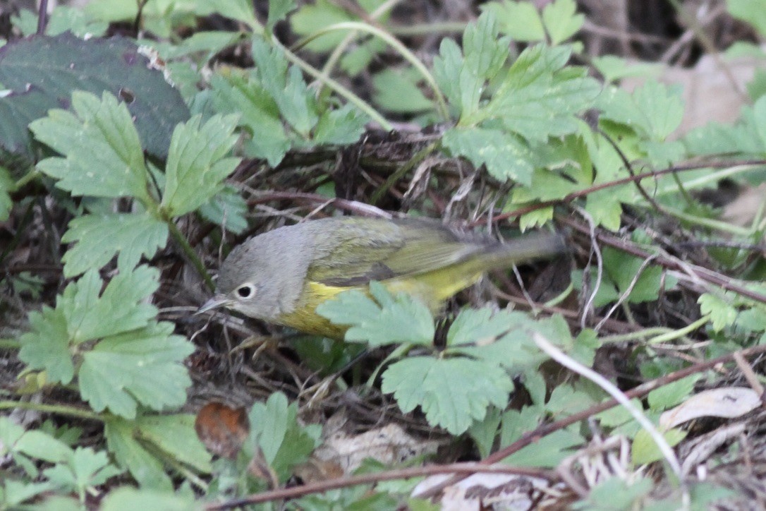 Nashville Warbler - Dan Maxwell